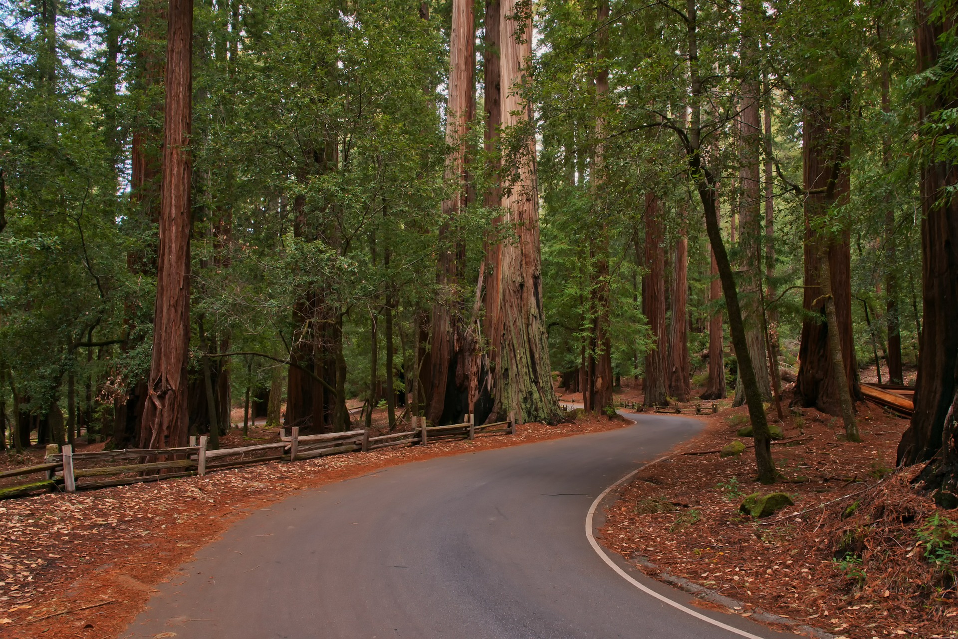 Redwood (2).jpg