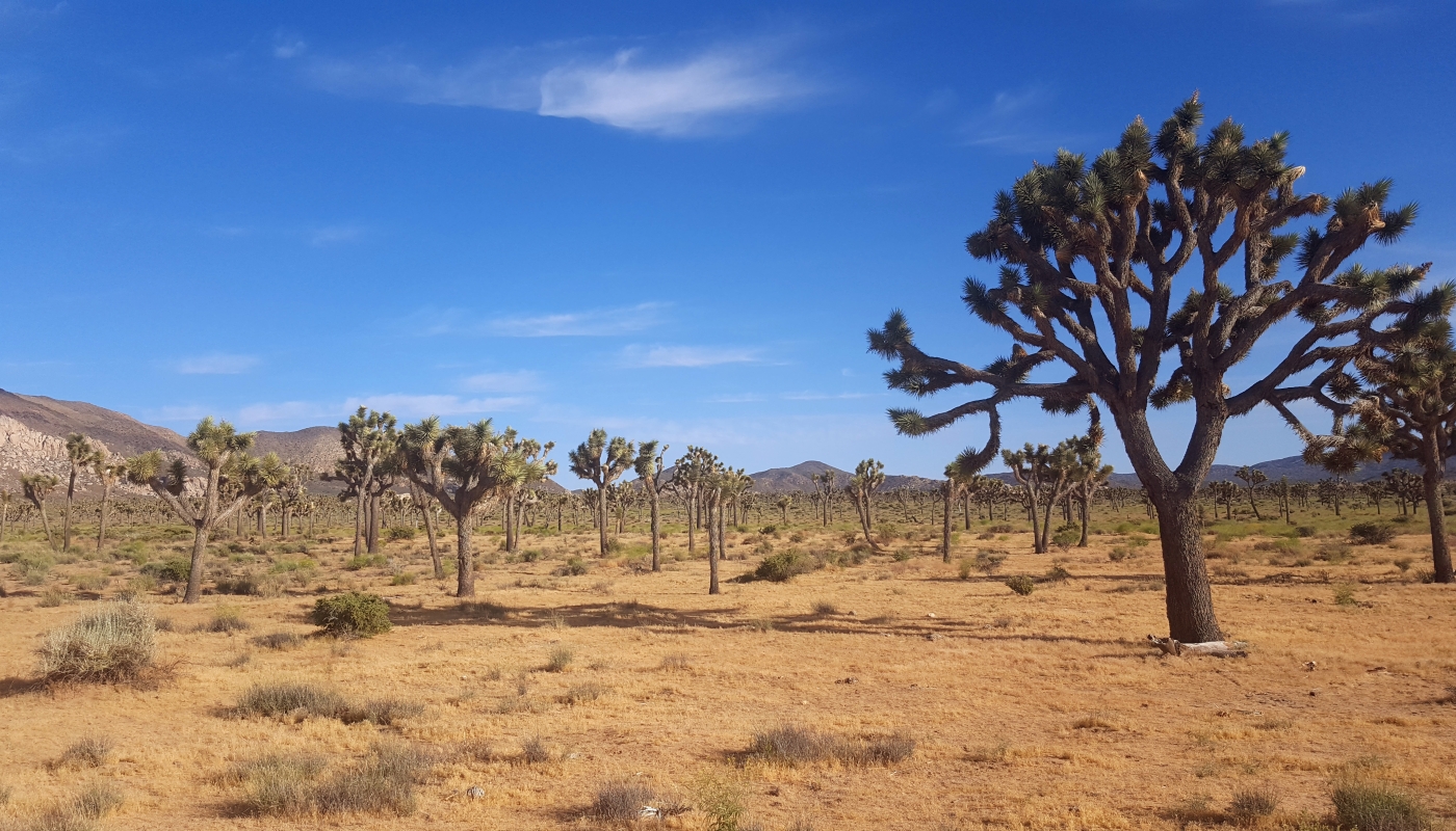 joshua tree západ usa-zájezdy USA